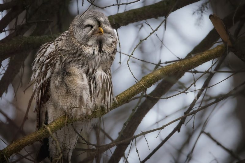 сова, бородатая, неясыть ^_^photo preview