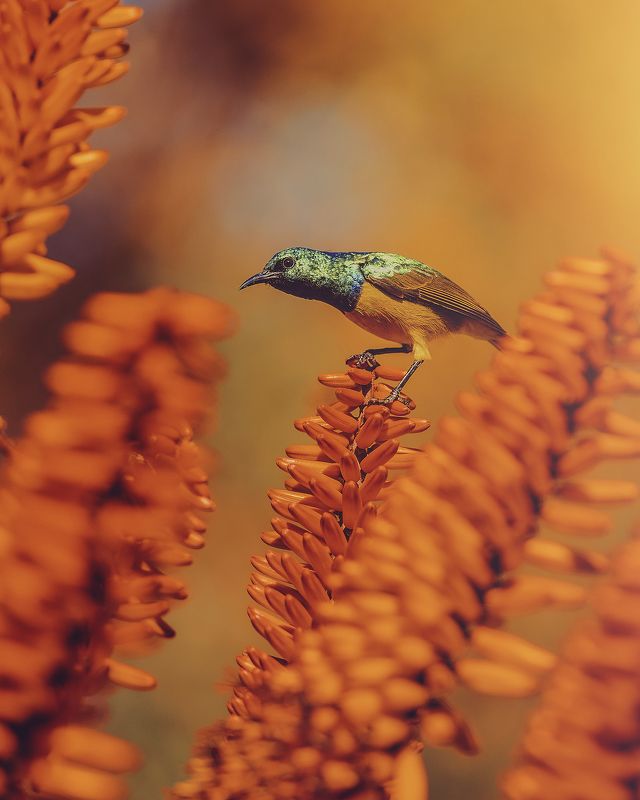 bird, plant, aloe, sunbird,  White-bellied Sunbird on Aloephoto preview