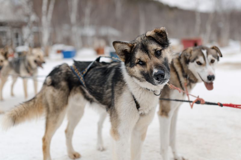 хаски, метис, ездовой спорт, ездовые собаки, нарта, байкал, зима Байкальские хаски из Листвянки (усадьба Тюрюминых)photo preview