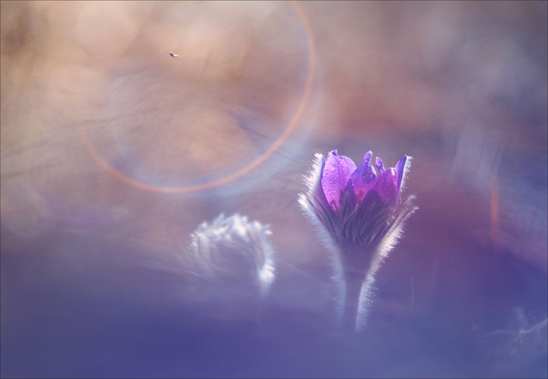 Он улетал...но обещал вернутьсяphoto preview