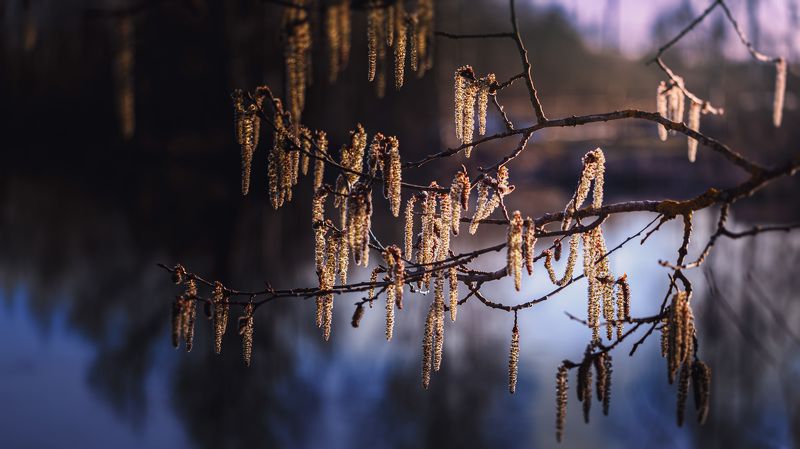 весна вечер  Встречая весну...photo preview