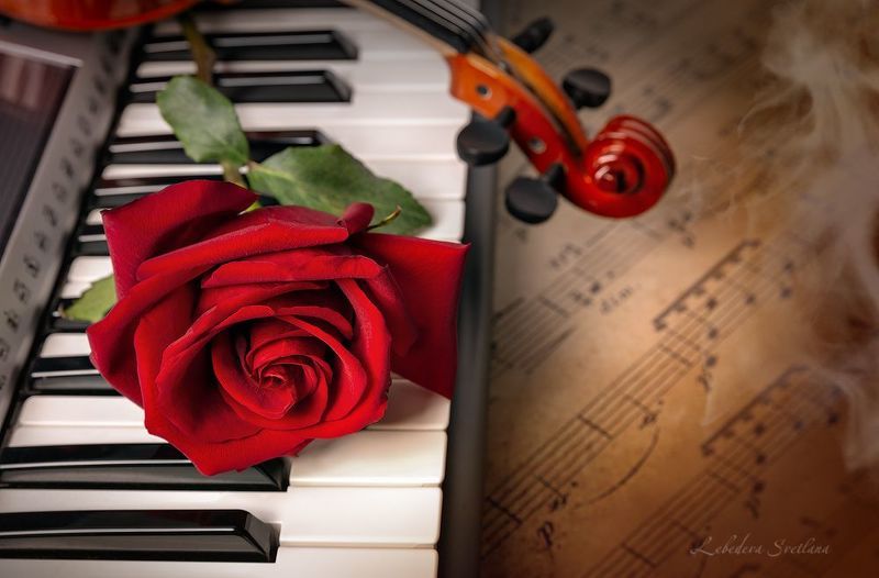 скрипка,клавиши,роза Музыкальнаяphoto preview