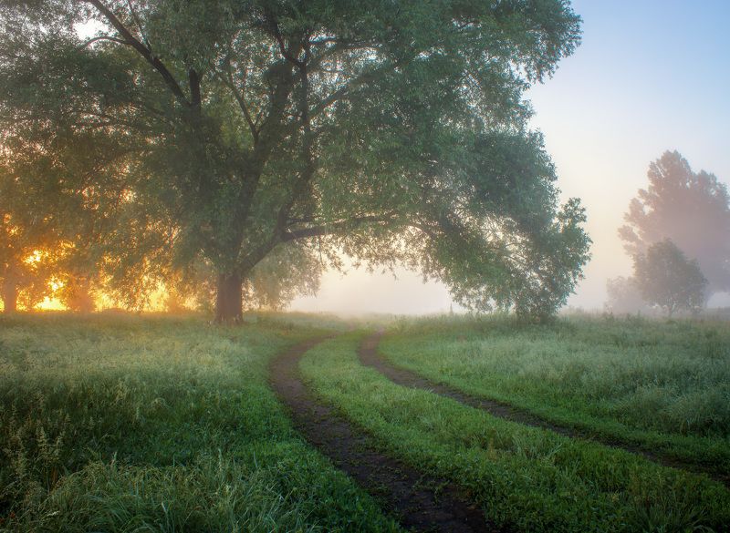 dawn, fog, landscape, tree, morning, mist ***photo preview