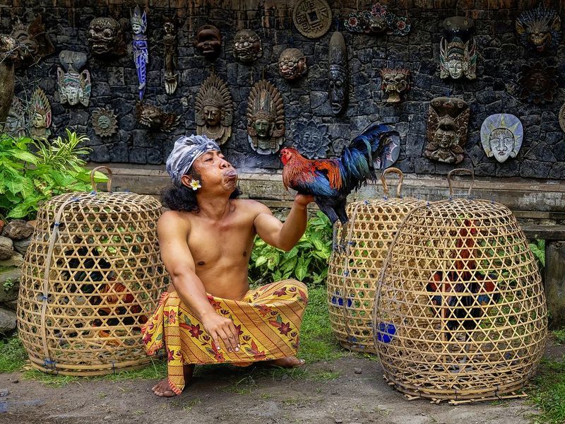 Rooster Preparation For Fightphoto preview