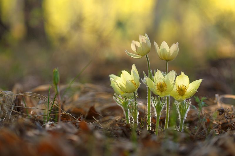 макро, природа, боке, цветы, сон-трава, прострел, подснежник, macro, nature, flowers Весны прекрасные мгновенья фото превью