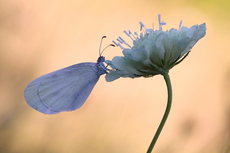 белянка горошковая, белянка, leptidea sinapis *** фото превью