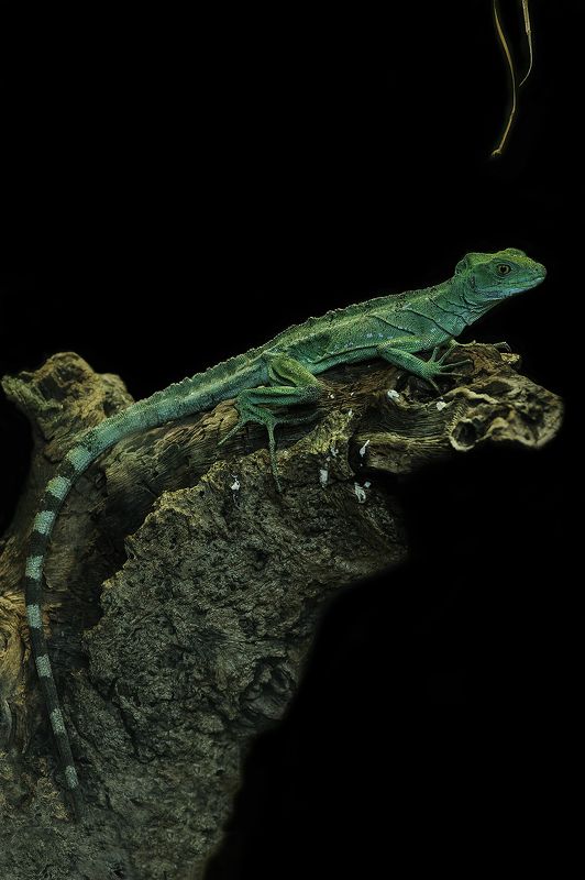 Basilic vertphoto preview