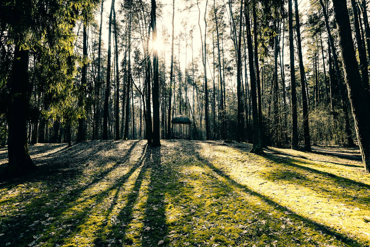 landscape, park, nature, march, spring, forest, пейзаж, парк, природа, лес, март, весна, солнце, закат, sun, sunset, Колесенко Иван