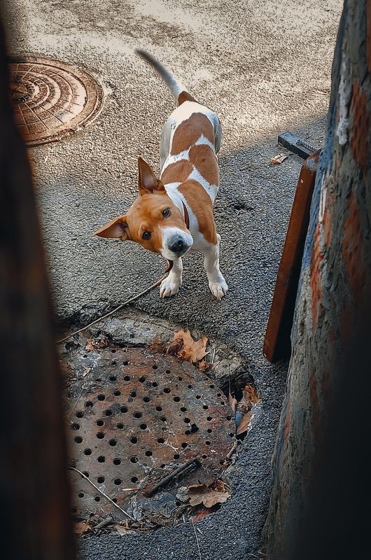 Любопытный хвостови́лька...  Мобилькография)))) фото превью