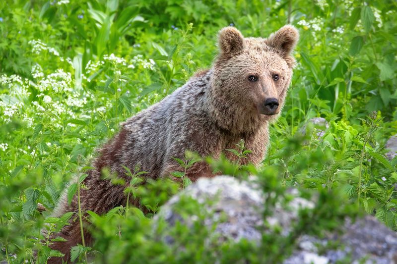 bear wildlife animal wild wildlife_of_iran jungle Meet the bearphoto preview