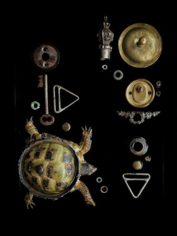 #животные #домашниеживотные #черепаха #pets #turtle Beloved turtlephoto preview