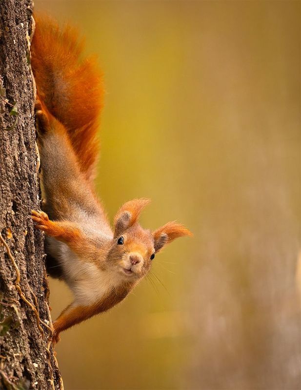 Squirrelphoto preview