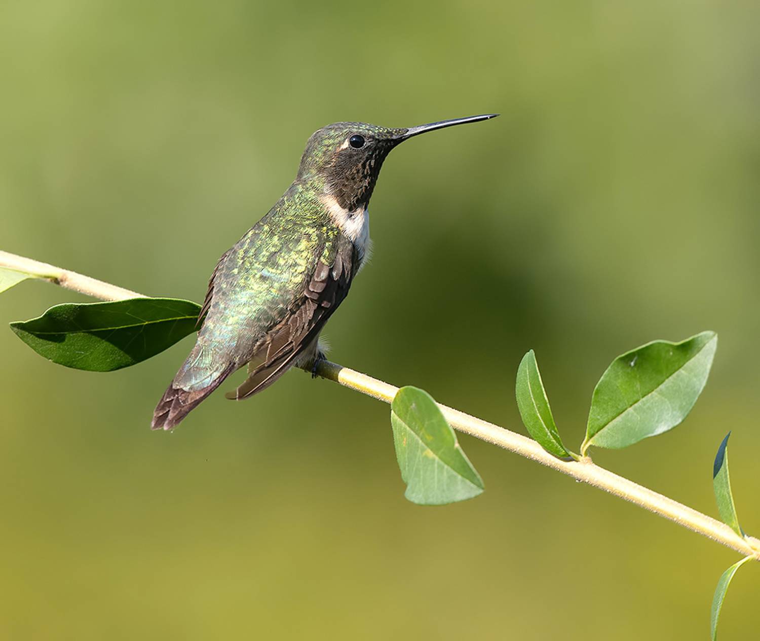 колибри,ruby-throated hummingbird, hummingbird,весна, Etkind Elizabeth