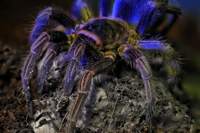 Cytropholis cursorphoto preview