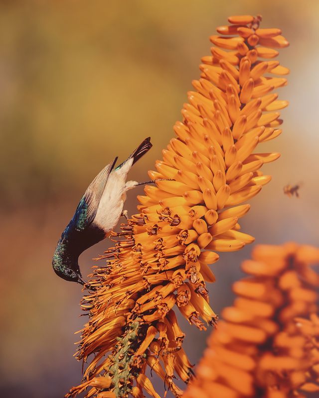 bird, bee, aloe, wildlife, kruger White-bellied Sunbird on Aloephoto preview