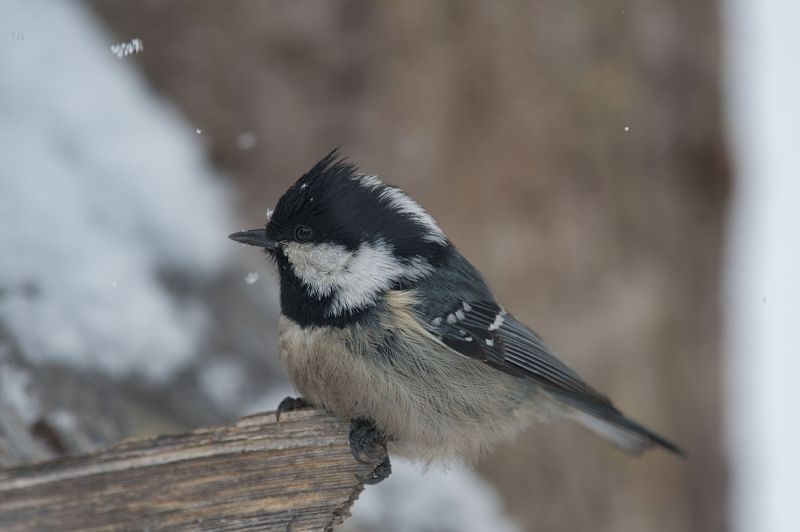 Московкаphoto preview