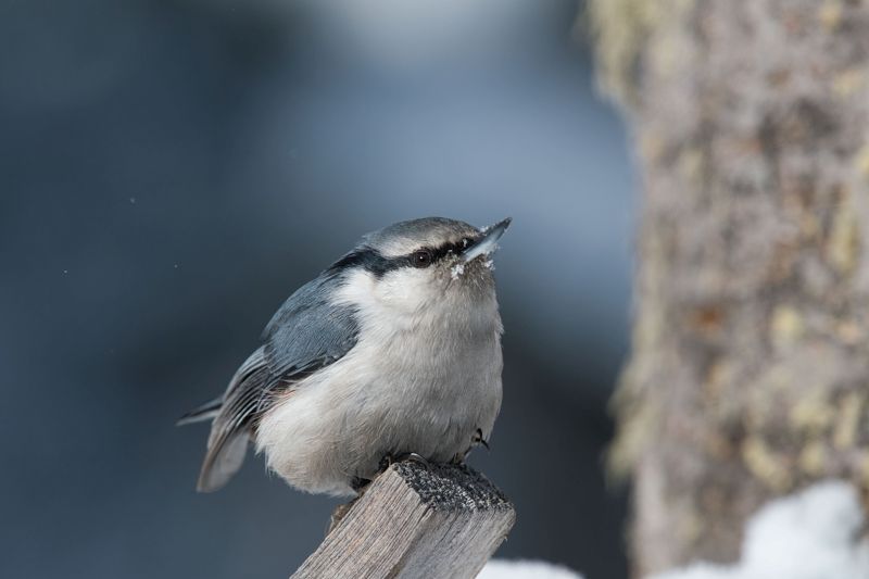 Поползеньphoto preview