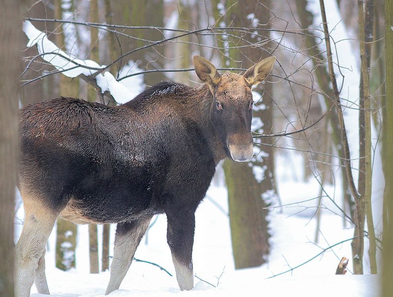 Лосикphoto preview