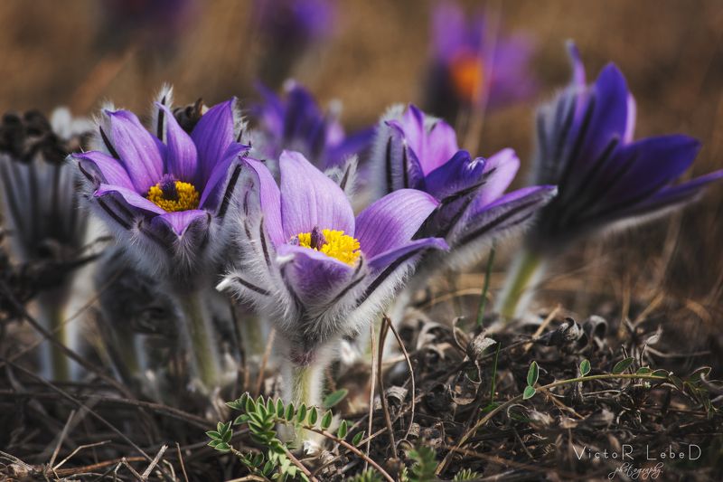 Сон-траваphoto preview