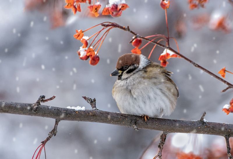 птица, воробей, воробушкиphoto preview