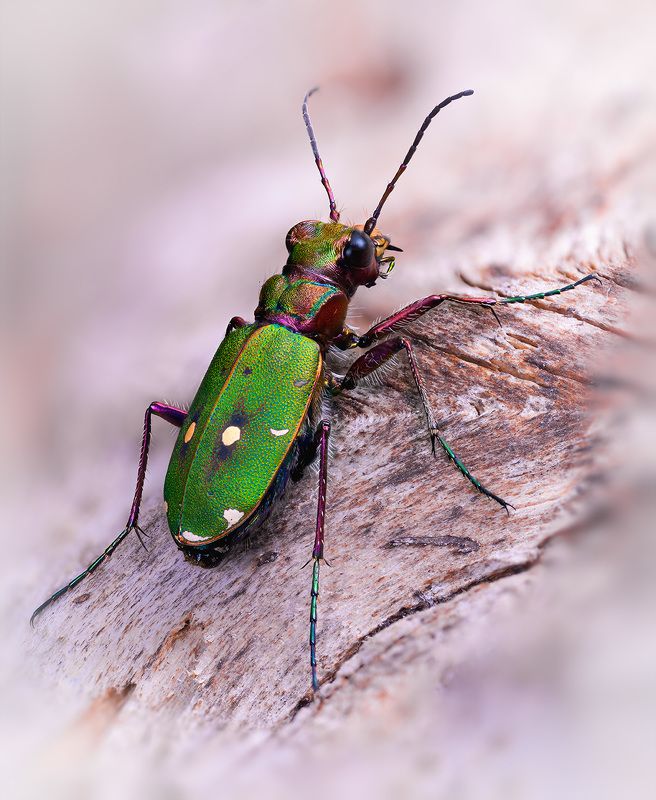 cicindela, campestris Скокунphoto preview