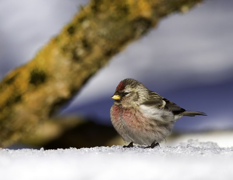 redpoll, birds,birding, birdwatching, birdshots, птицы, чечетка, фотоохота, фотоптиц, природа Чечётка (redpoll)photo preview