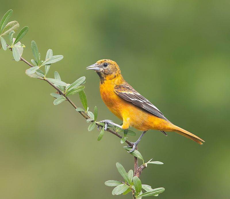 трупиал, baltimore oriole, oriole, весна, иволга Baltimore Oriole - Балтиморская Иволгаphoto preview