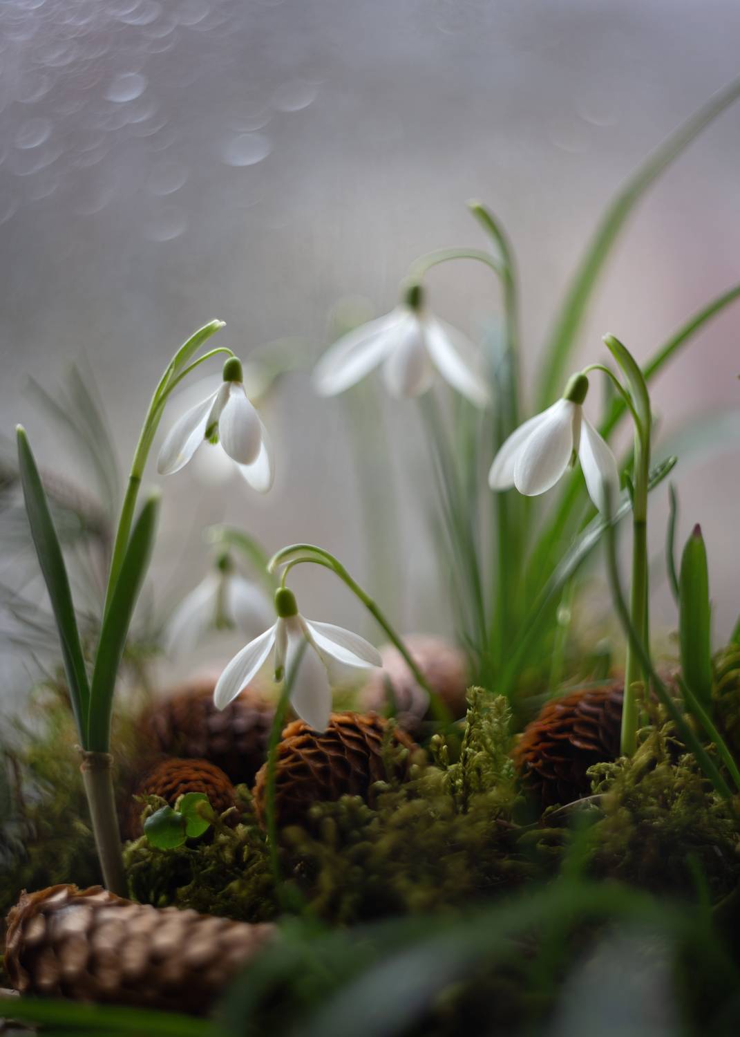 весна,подснежники,пралески,беларусь,ирина горюкина,стихотворная нежность, ГОРЮКИНА ИРИНА