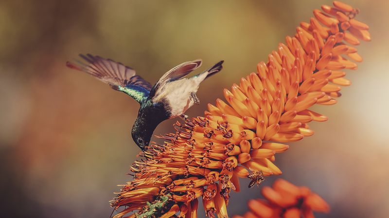 bird, wings, aloe, feeding White-bellied Sunbird on Aloephoto preview