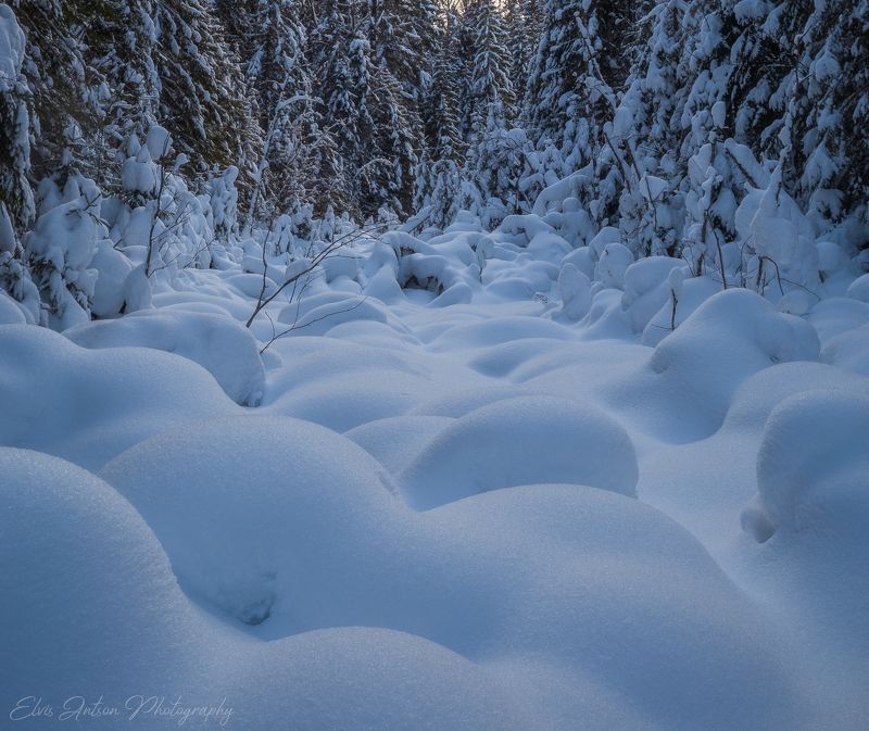 зима, пейзаж, природа Вечер в зимней тайгеphoto preview