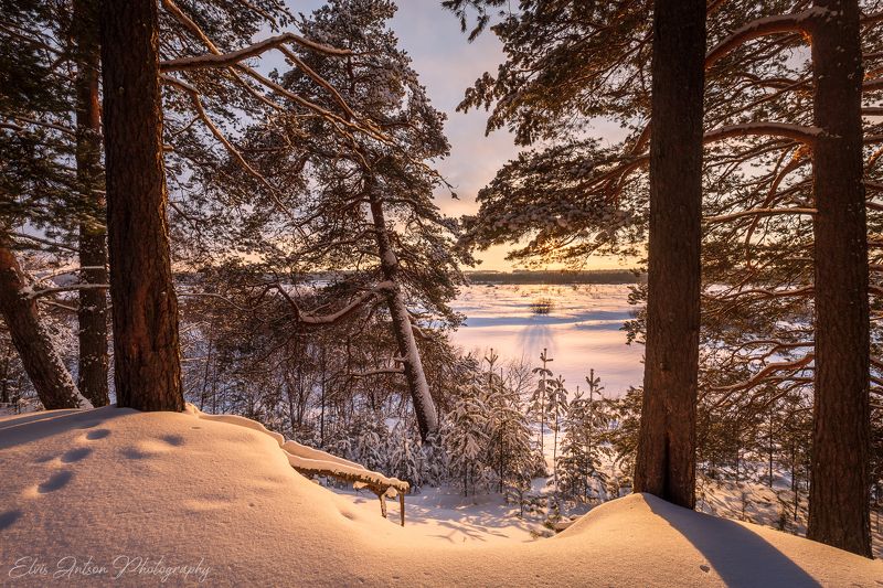 пейзаж, природа, кологрив Вечер в сосновом лесуphoto preview