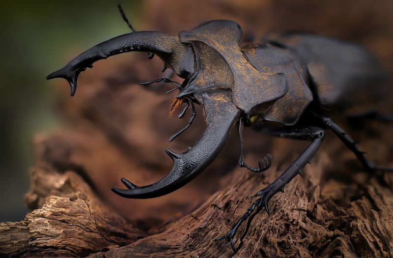 lucanidae, lucanus sericeus Оленерогphoto preview