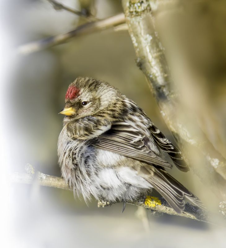redpoll, birds,birding, birdwatching, birdshots, птицы, чечетка, фотоохота, фотоптиц, природа Чечётка (redpoll)photo preview