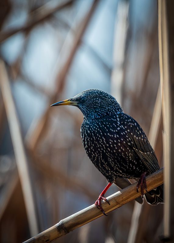 скворец Весна скворца фото превью