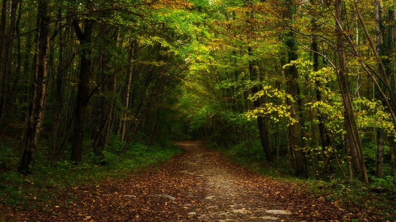 Из лета в осеньphoto preview