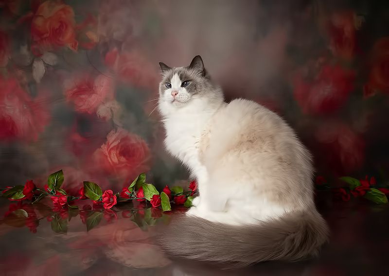 кошка,  сats, домашнии любимцы, праздник, кот, маркиз, матильда,весна, 8 марта Cats Spring Time.Поздравляем Всех Женщин С Праздником 8 Марта!photo preview