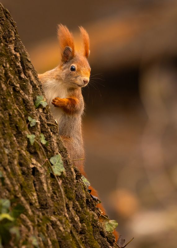 Squirrelphoto preview