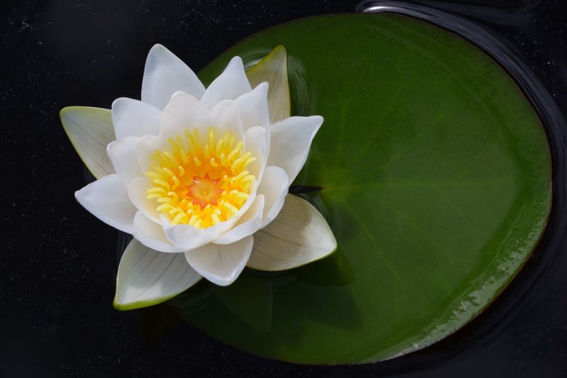 кувшинка, nymphaea, цветы, чёрный фон Двойная звездаphoto preview