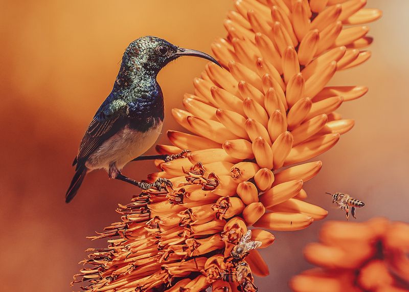 aloe, sunbird, bird, bee, beak White-bellied Sunbird on Aloephoto preview