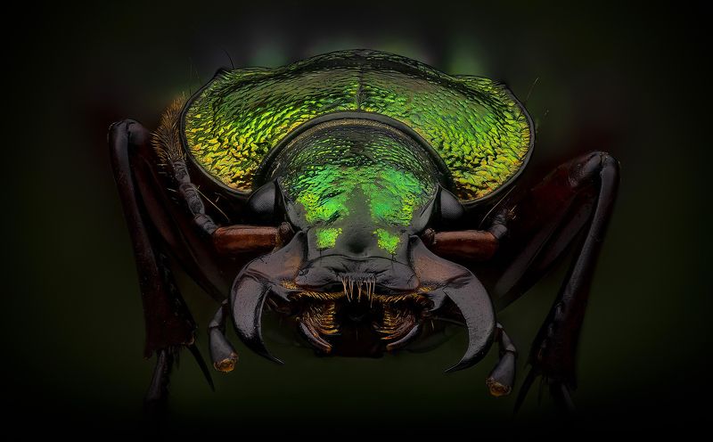 coleoptera, carabus auratus, жужелица золотистая Истребитель слизнейphoto preview