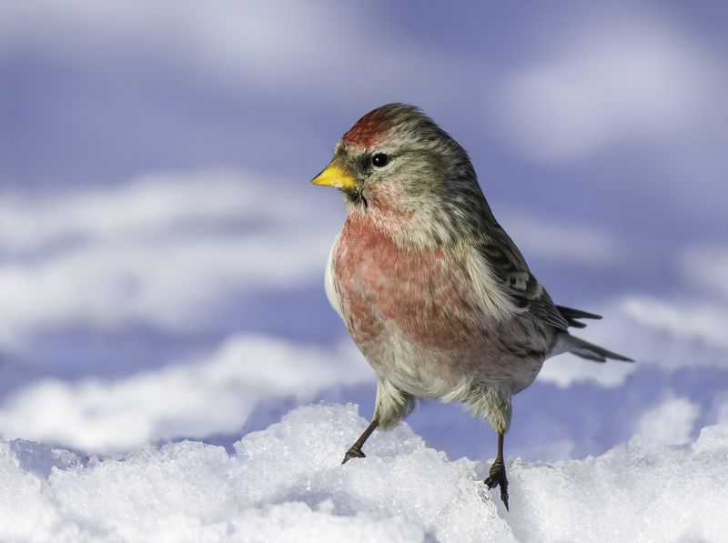 redpoll, birds,birding, birdwatching, birdshots, птицы, чечетка, фотоохота, фотоптиц, природа Чечётка (redpoll)photo preview