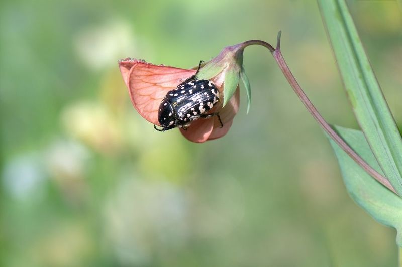 Мартовские сны...photo preview