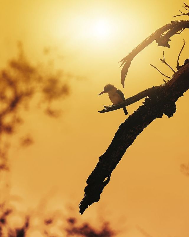 bird, wildlife, sunset, branch Kingfisherphoto preview