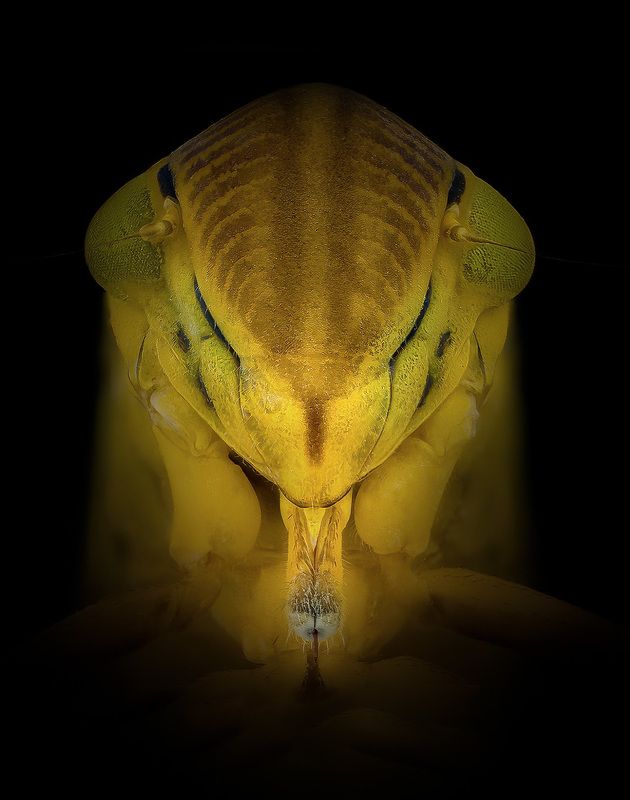 cicadella viridis, зеленая цикада Чужойphoto preview