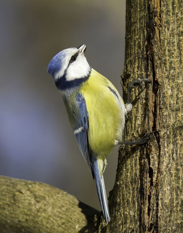 bluetit, birds,birding, birdwatching, birdshots, птицы, лазоревка, фотоохота, фотоптиц, природа Blue tit (лазоревка)photo preview