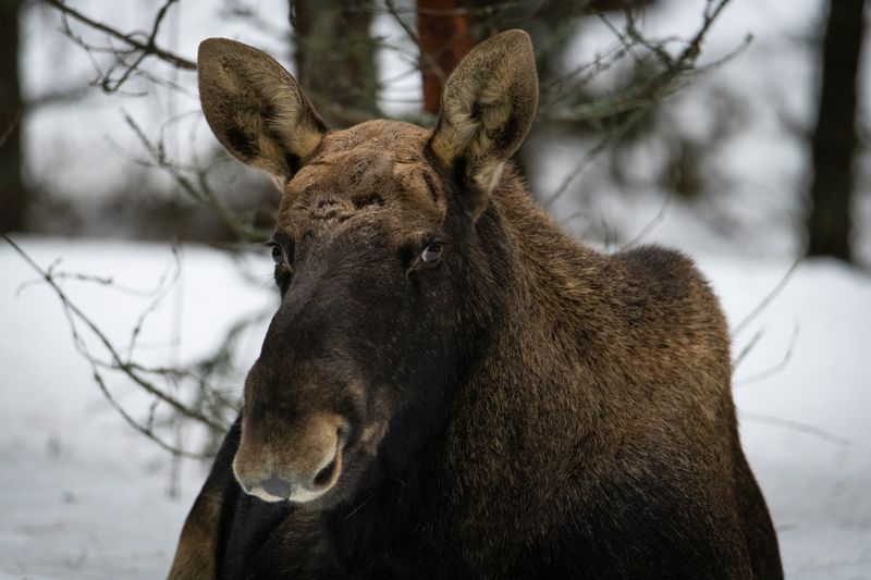 лось, портрет, зима, сохатый, лес, встреча Я обиделсяphoto preview