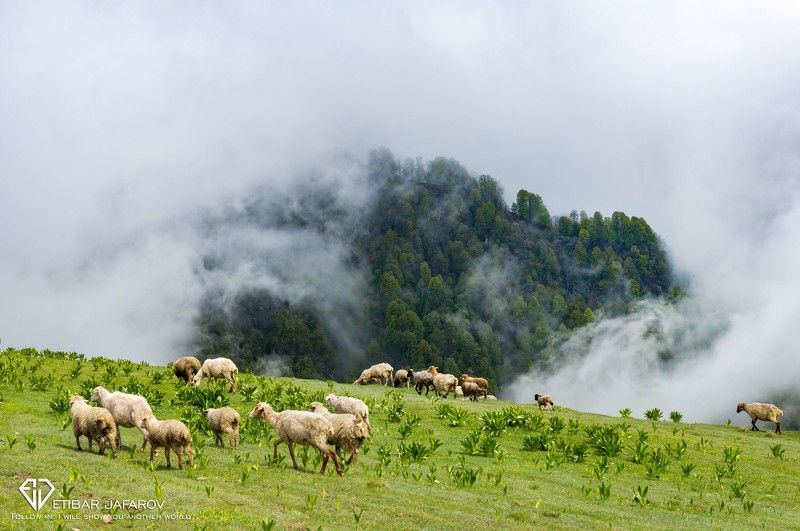 Qubek , Balakǝn Qubek , Balakǝnphoto preview