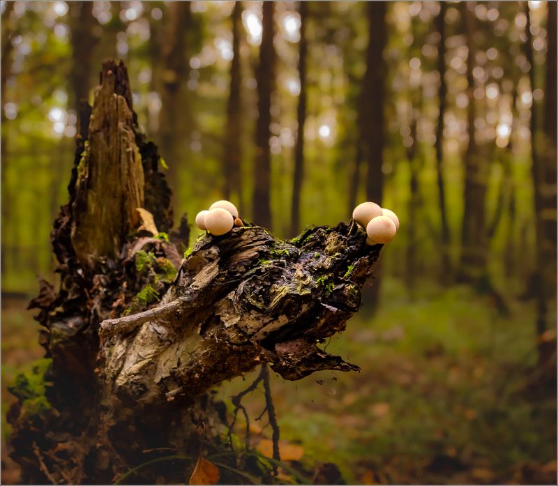 природа В лесуphoto preview