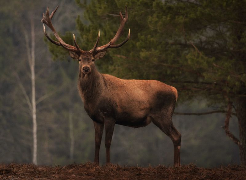 благородный олень Самый благородныйphoto preview