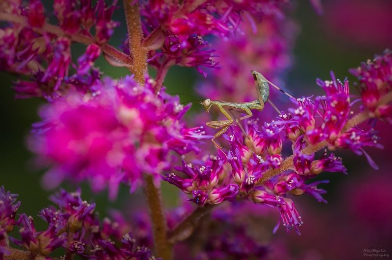 макро, природа, цветы, лето, насекомые, богомол, macro, nature, flowers, summer, insects, mantis, Среди розовых облаковphoto preview